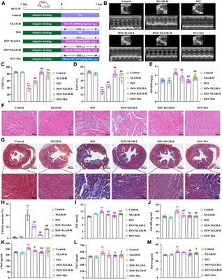 Targeting the PANoptosis signaling pathway for myocardial protection: therapeutic potential of Xian Ling Gu Bao capsule